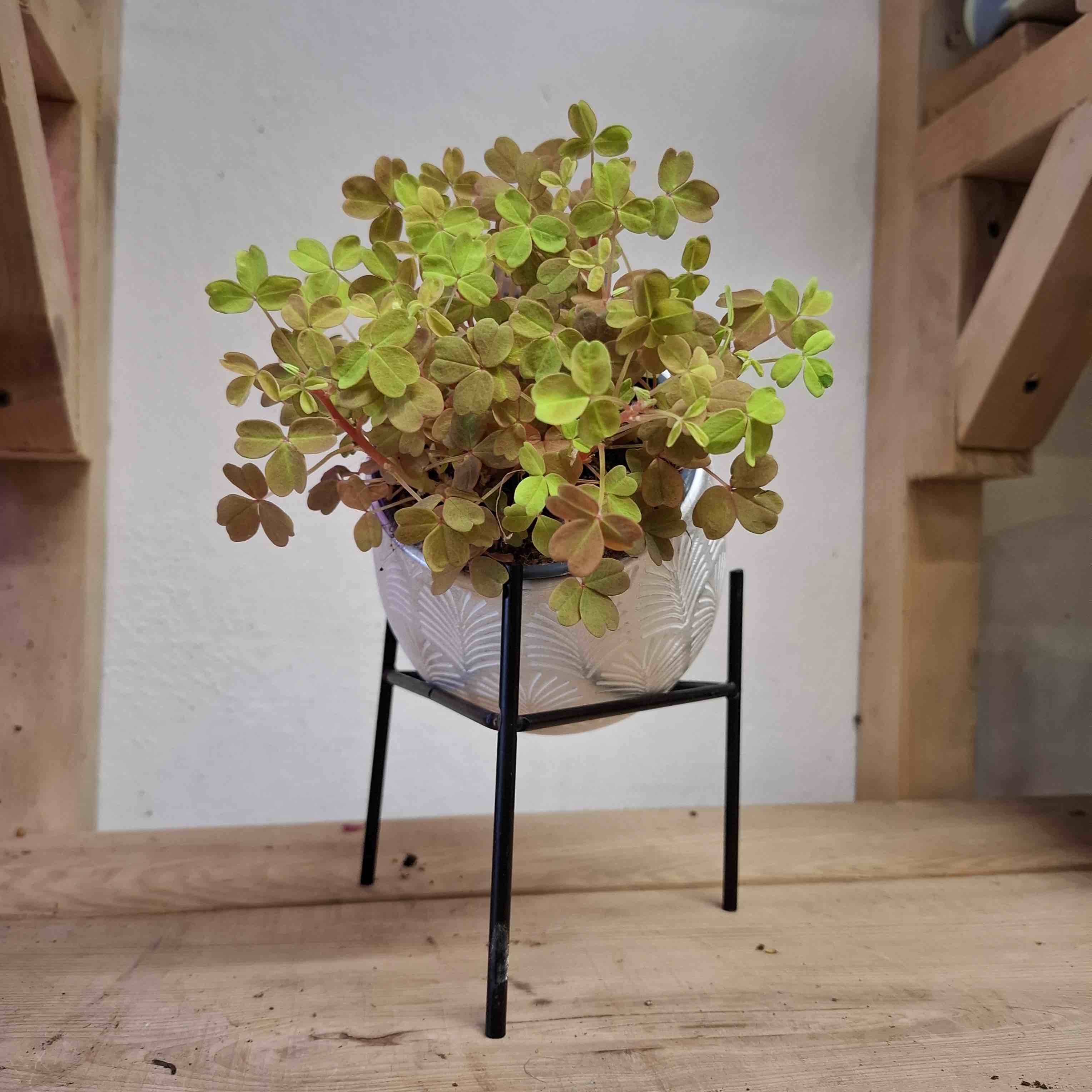 Oxalis Vulcanicola Sunset Velvet