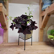 Oxalis Triangularis