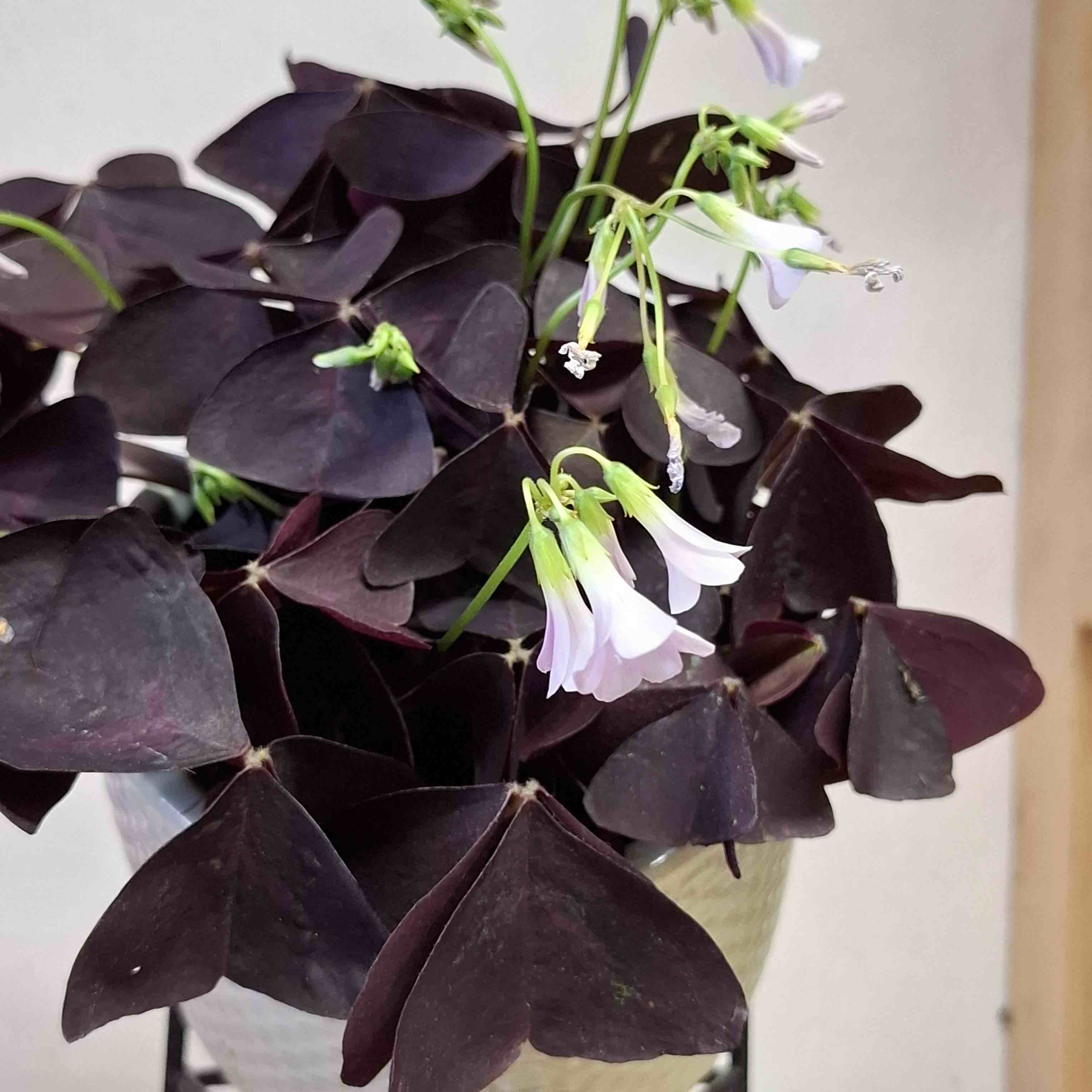 Oxalis Triangularis