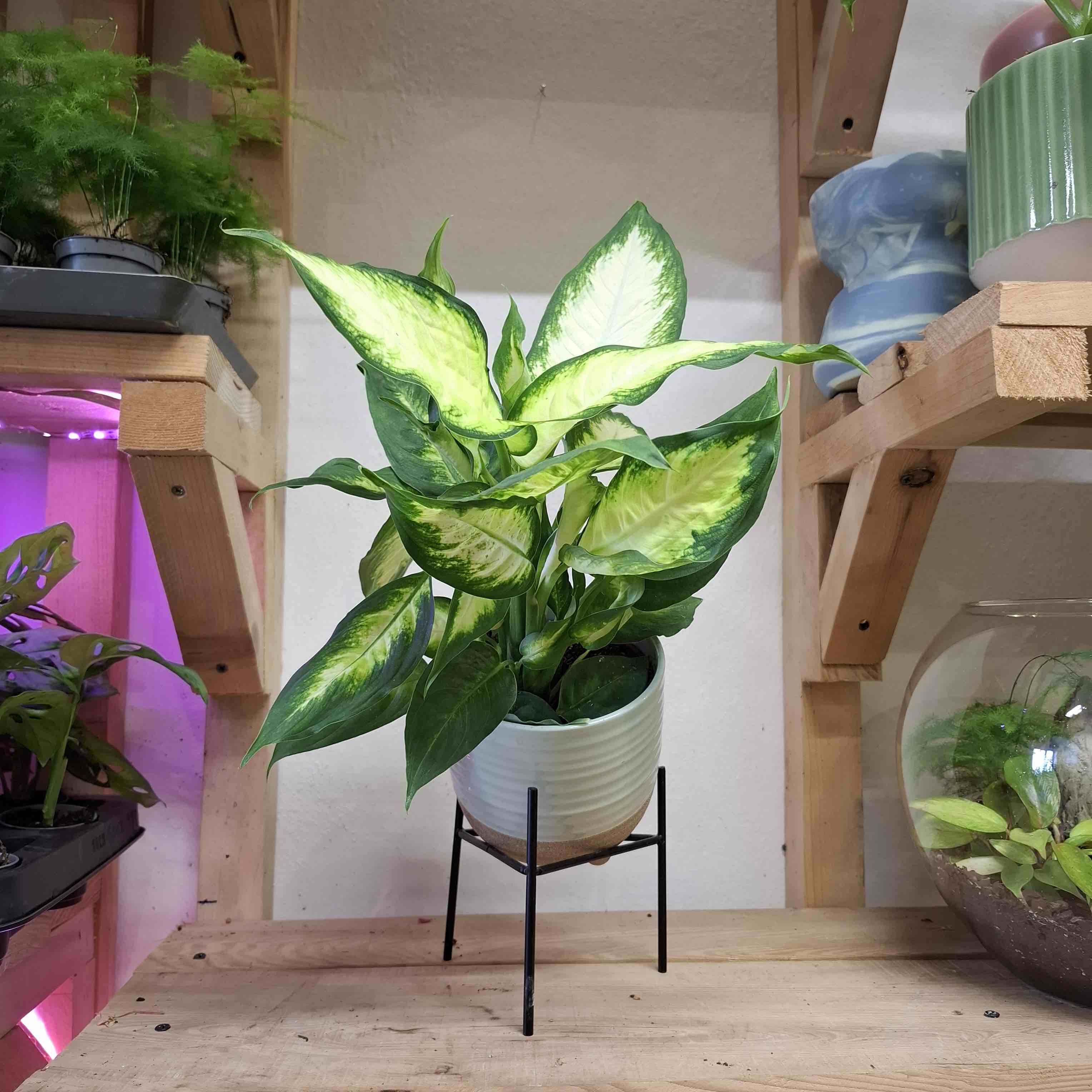 Dieffenbachia Leopard Lily