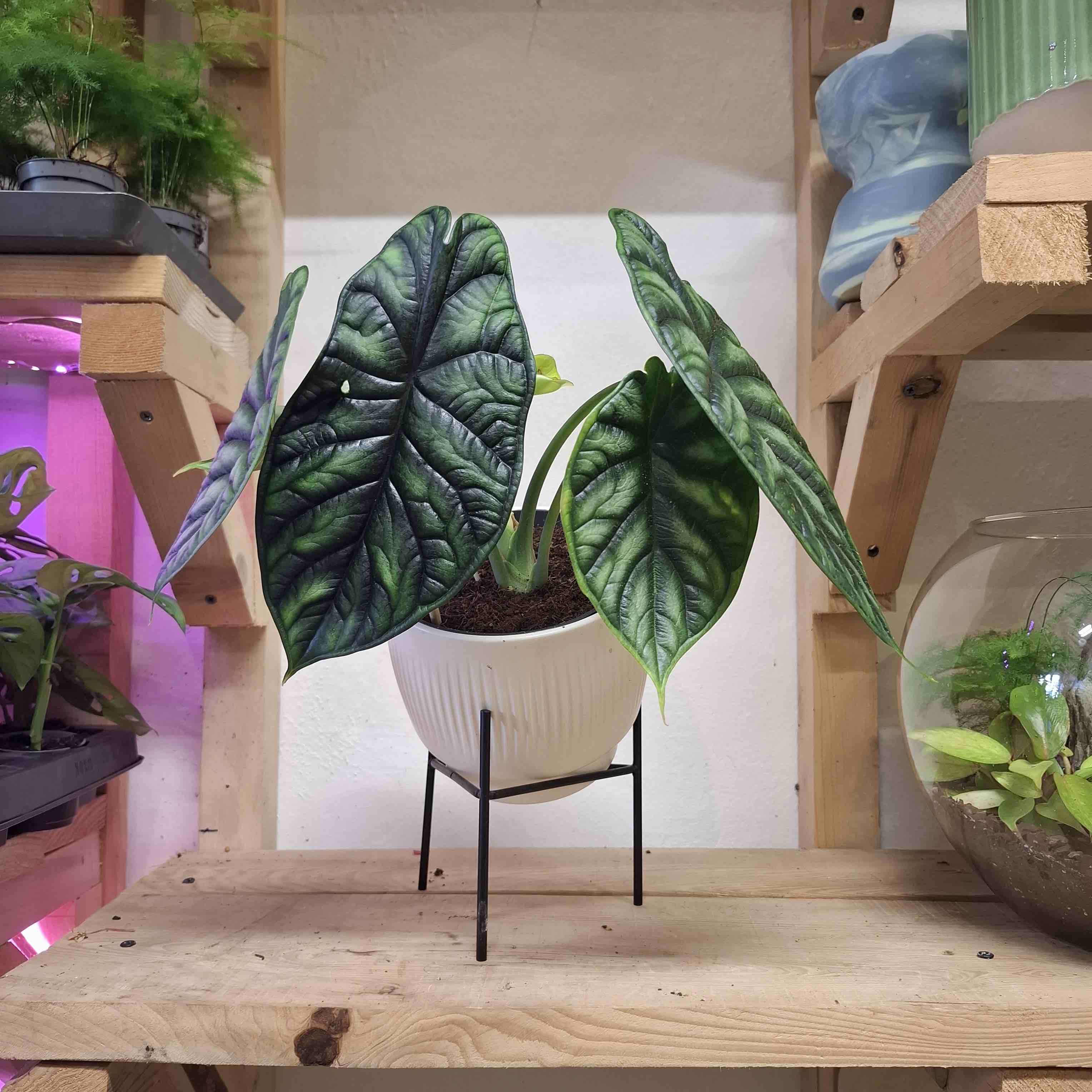Alocasia Dragon Scale