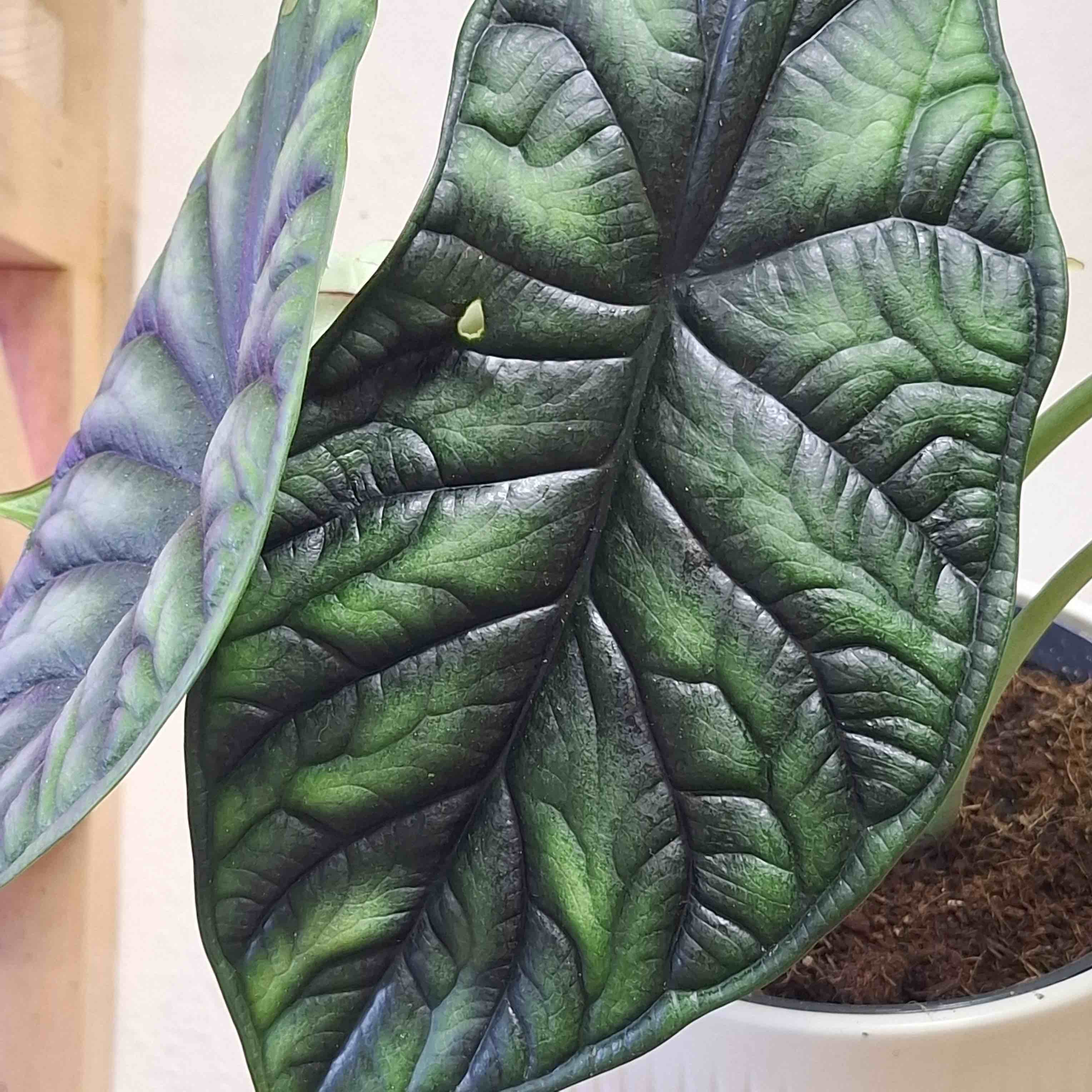 Alocasia Dragon Scale