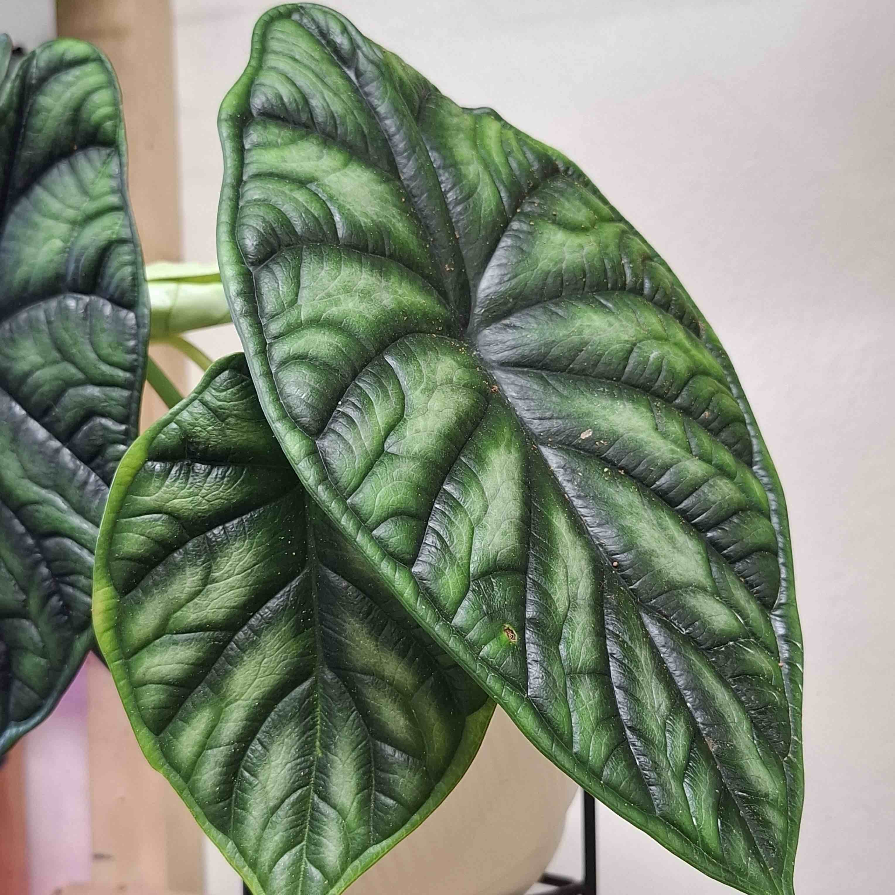 Alocasia Dragon Scale