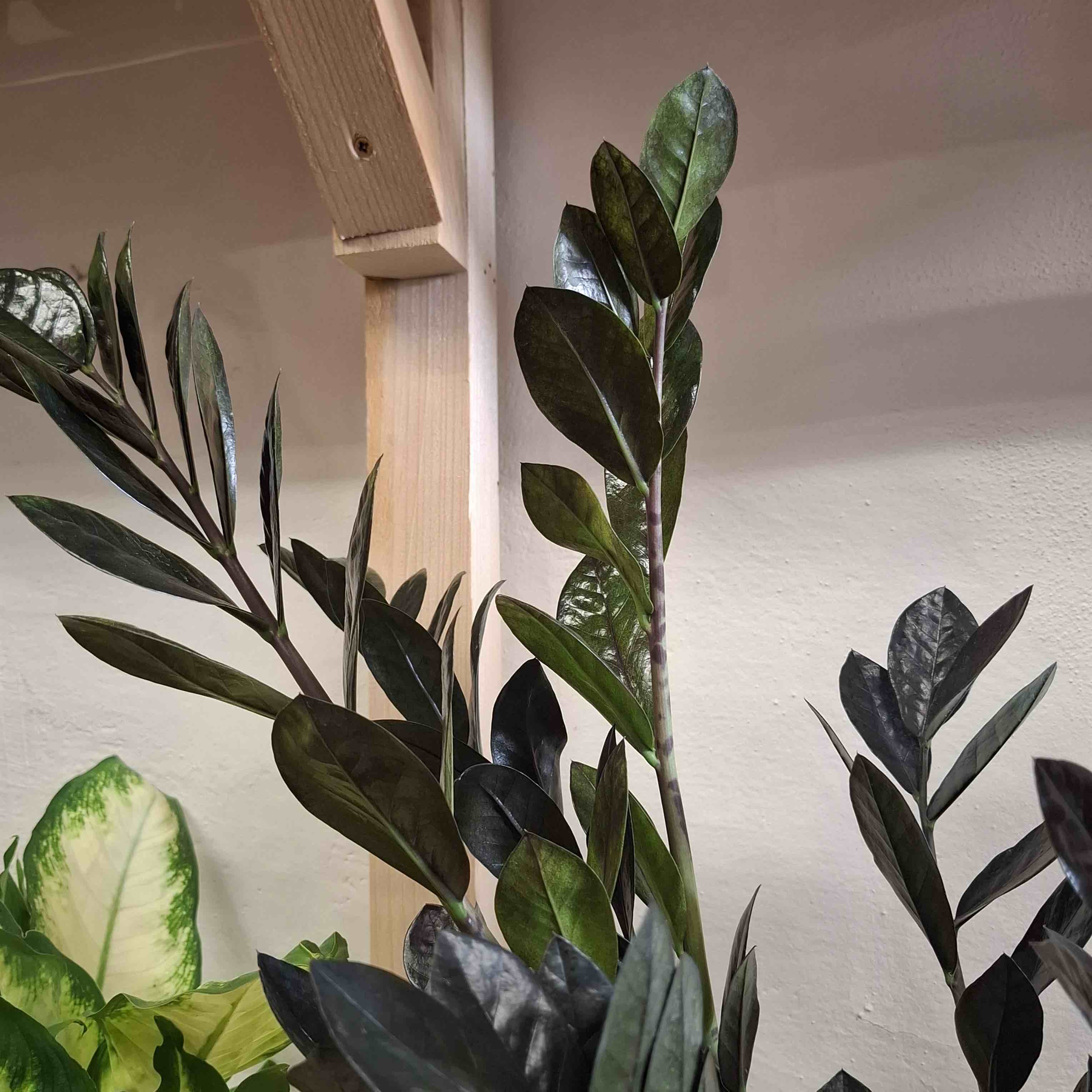 Zamioculcas Raven