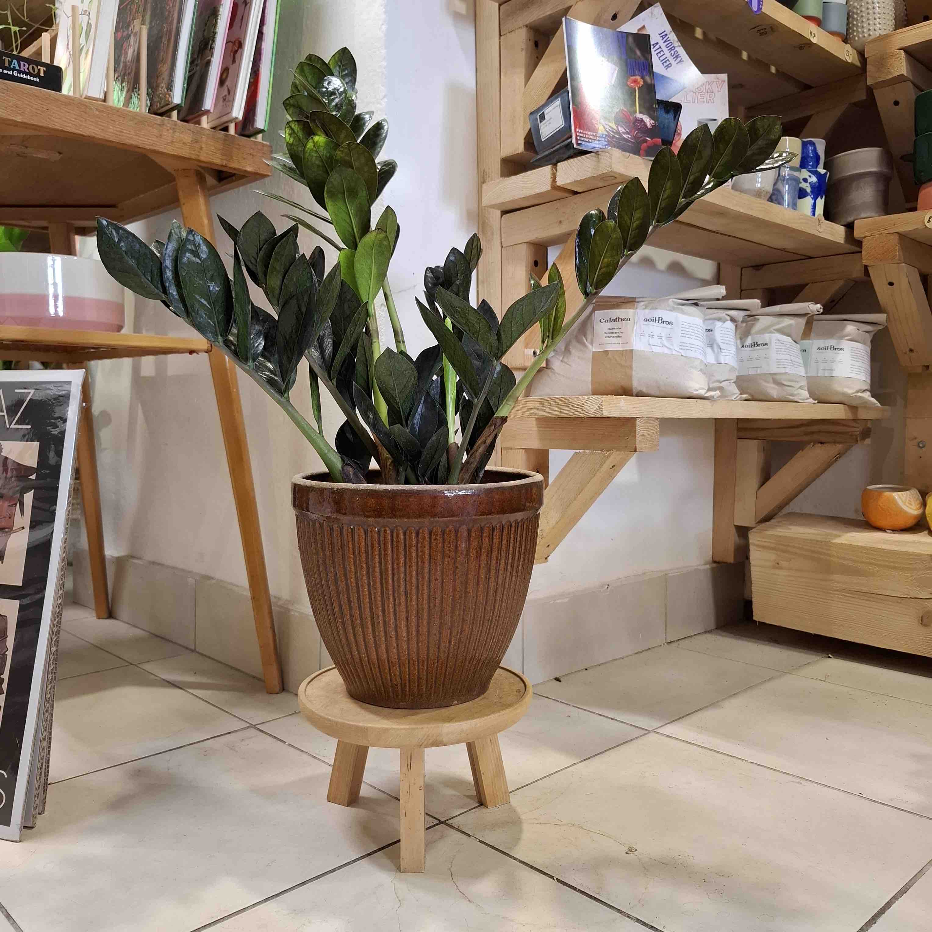 Zamioculcas Raven