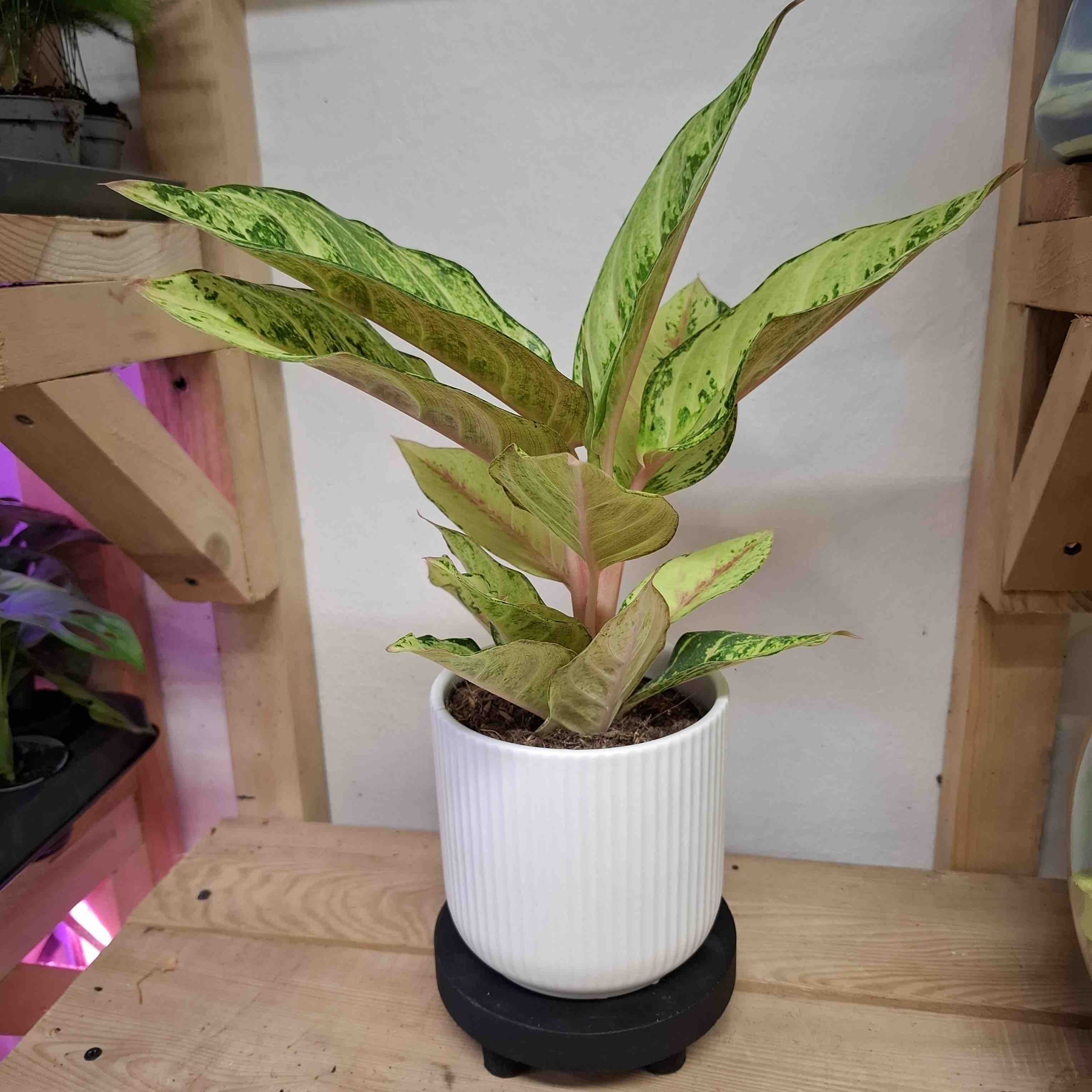 Aglaonema Chartreuse