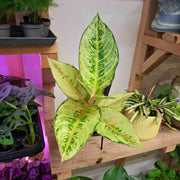Aglaonema Chartreuse
