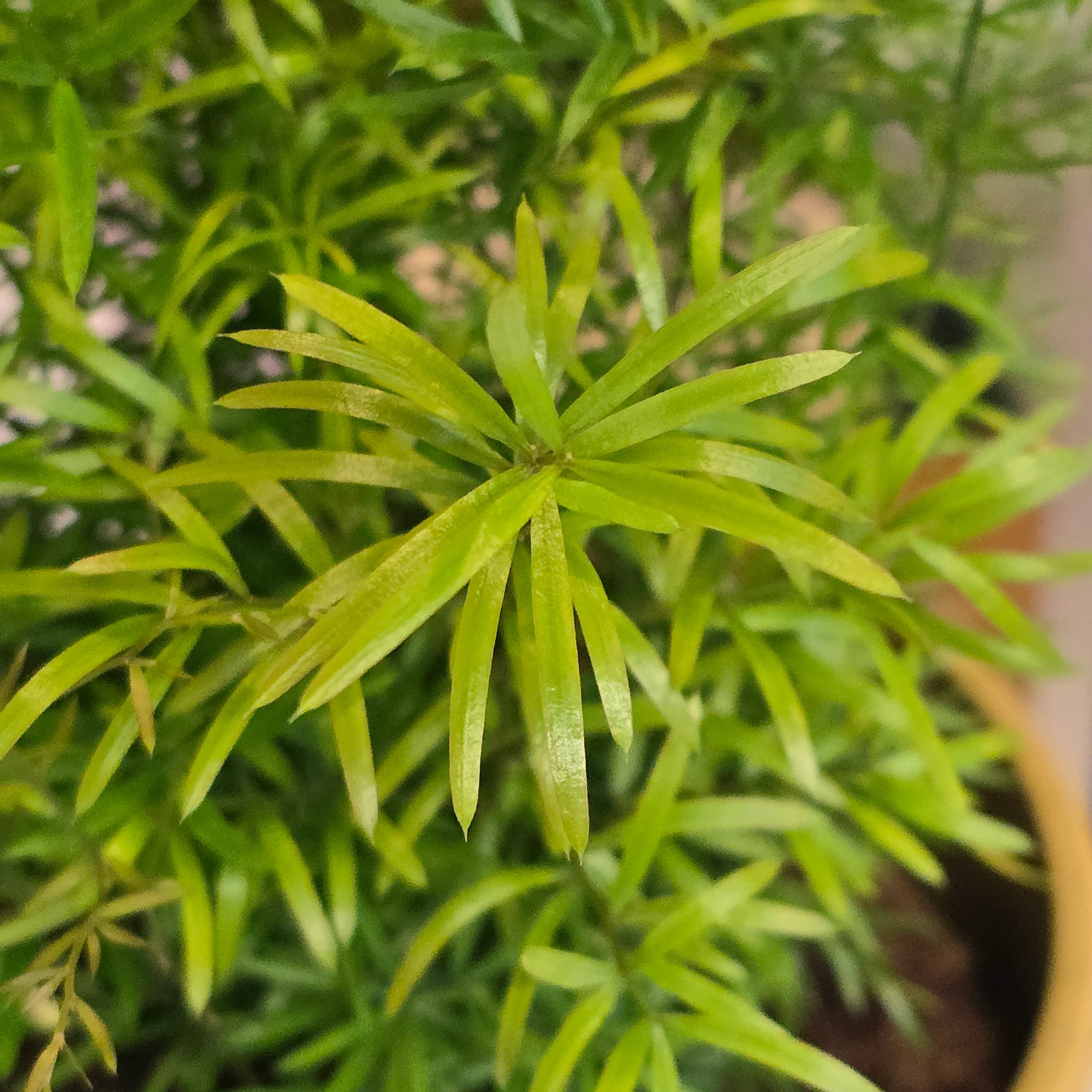 Asparagus Aethiopicus