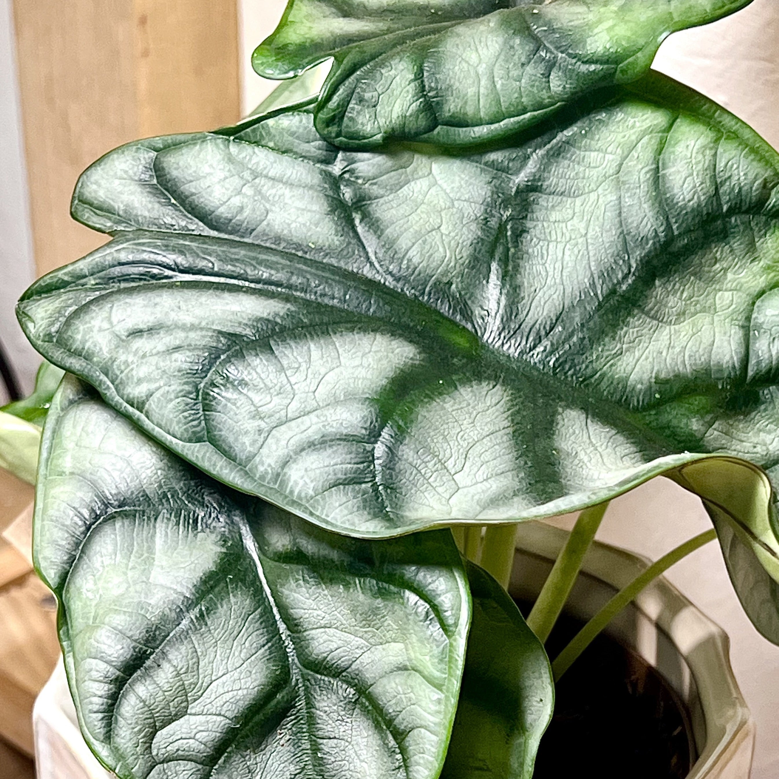 Alocasia Silver Dragon