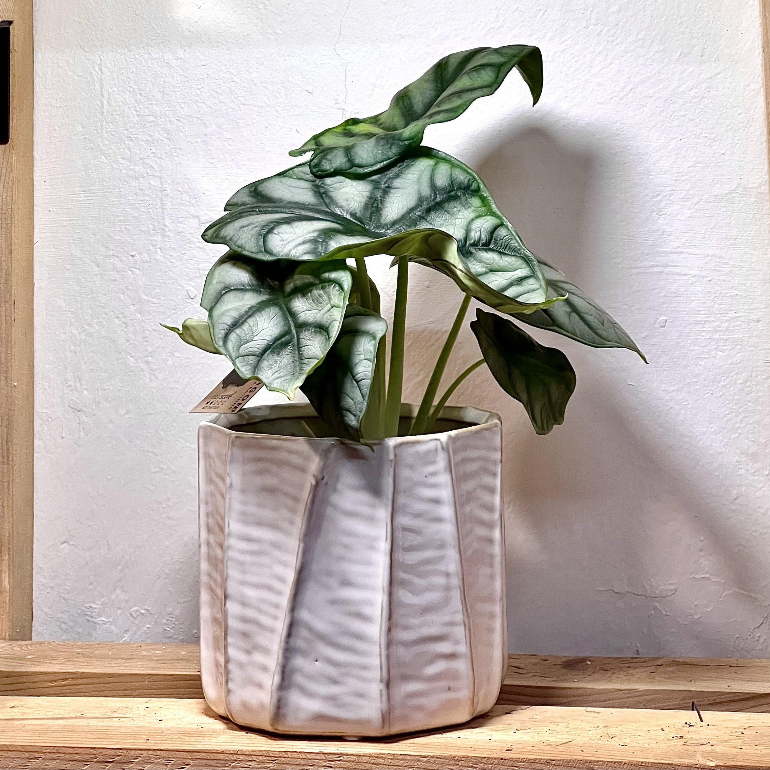 Alocasia Silver Dragon