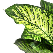 Dieffenbachia Seguine Maroba