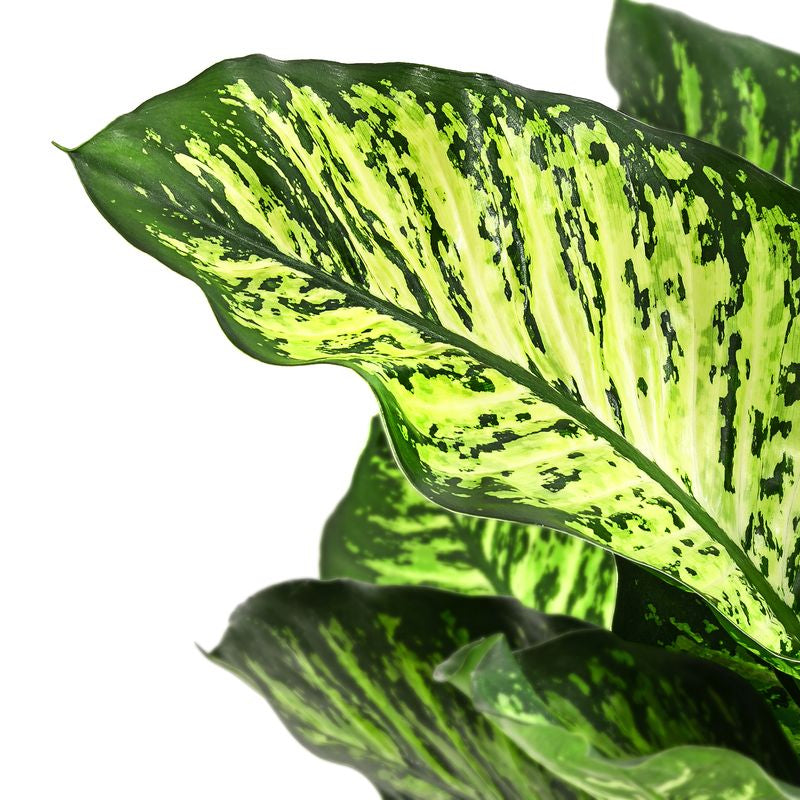 Dieffenbachia Seguine Maroba