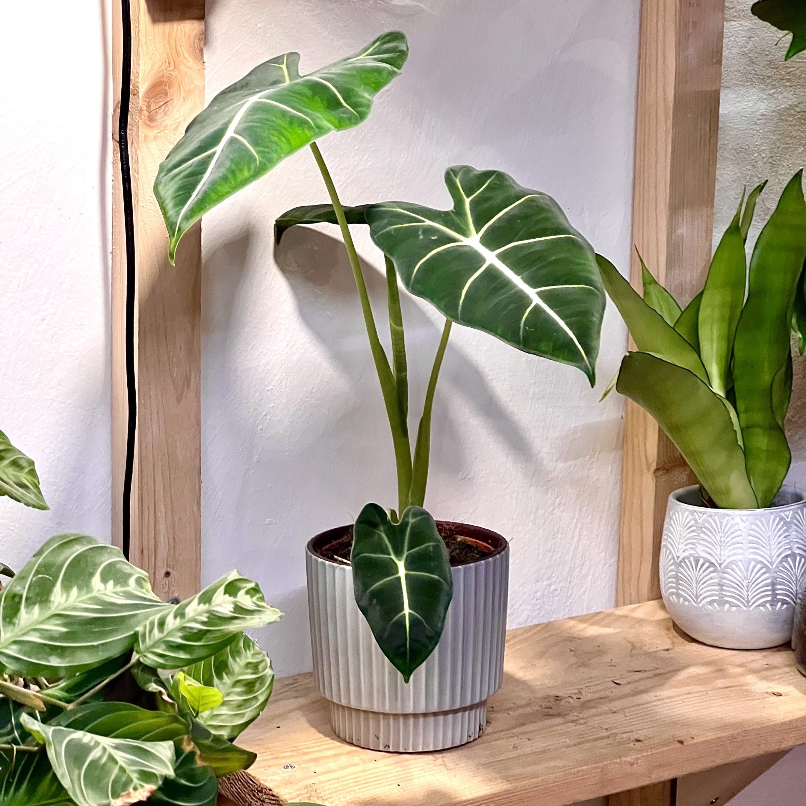 Alocasia Micholitziana Frydek