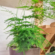 Asparagus Plumosus