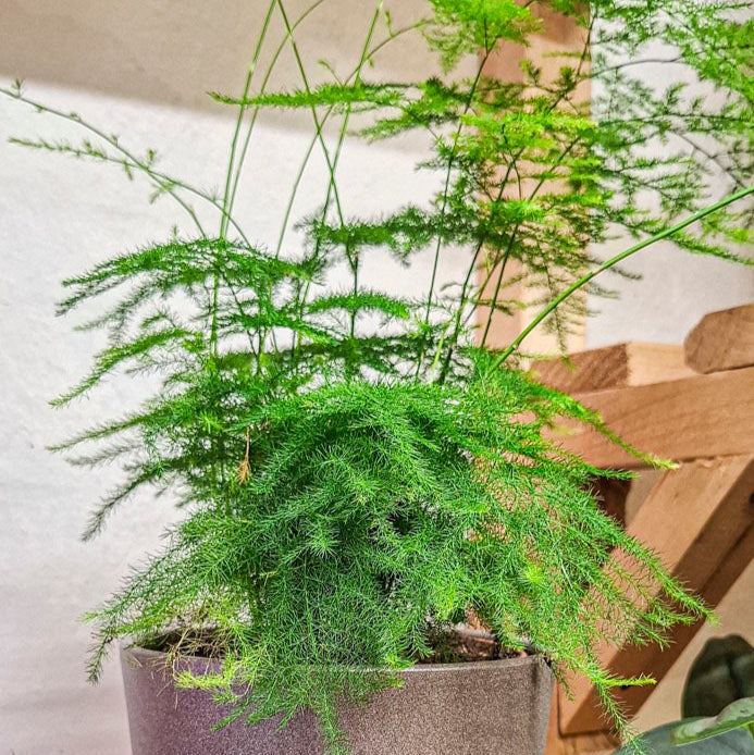 Asparagus Plumosus
