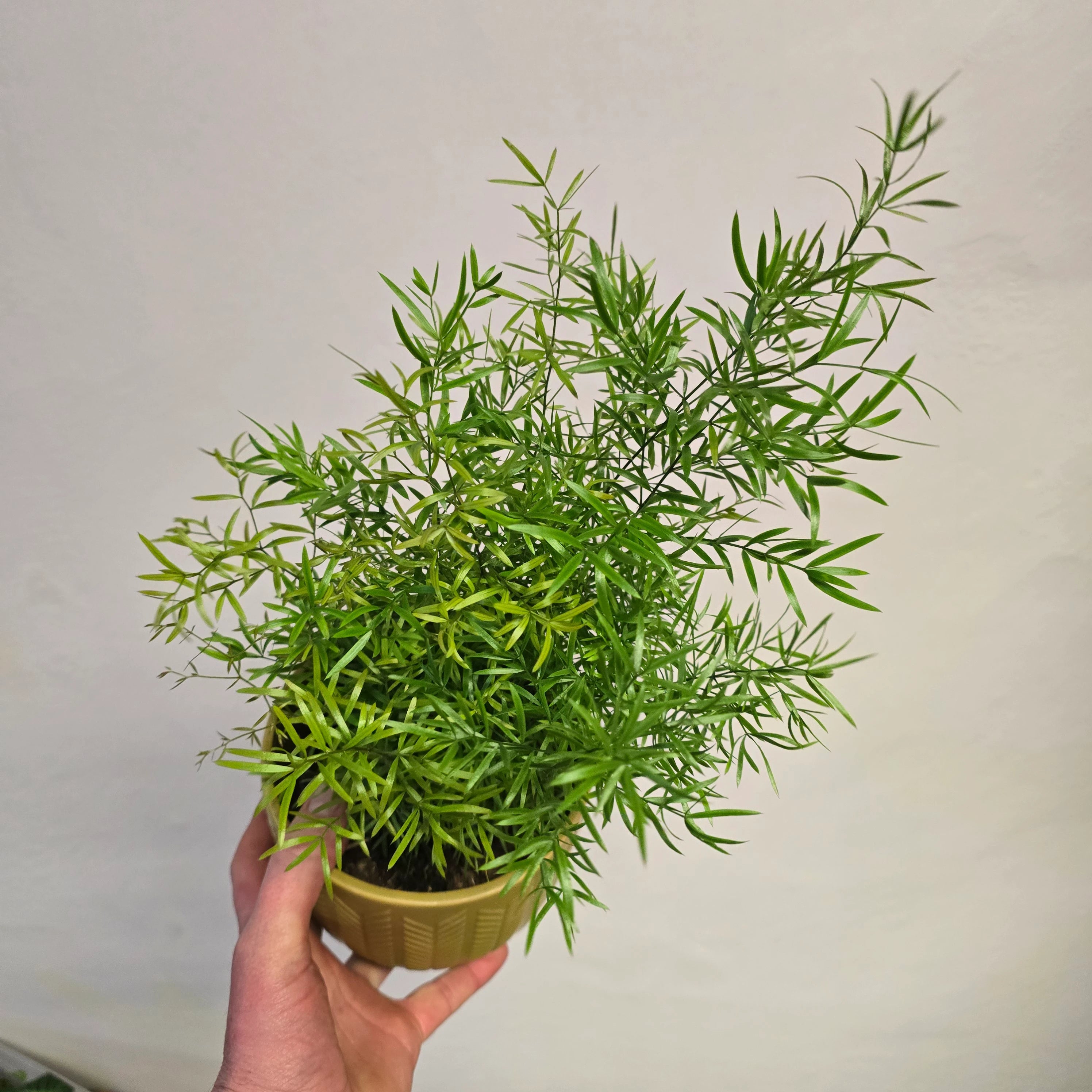 Asparagus Aethiopicus