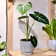 Alocasia Micholitziana Frydek