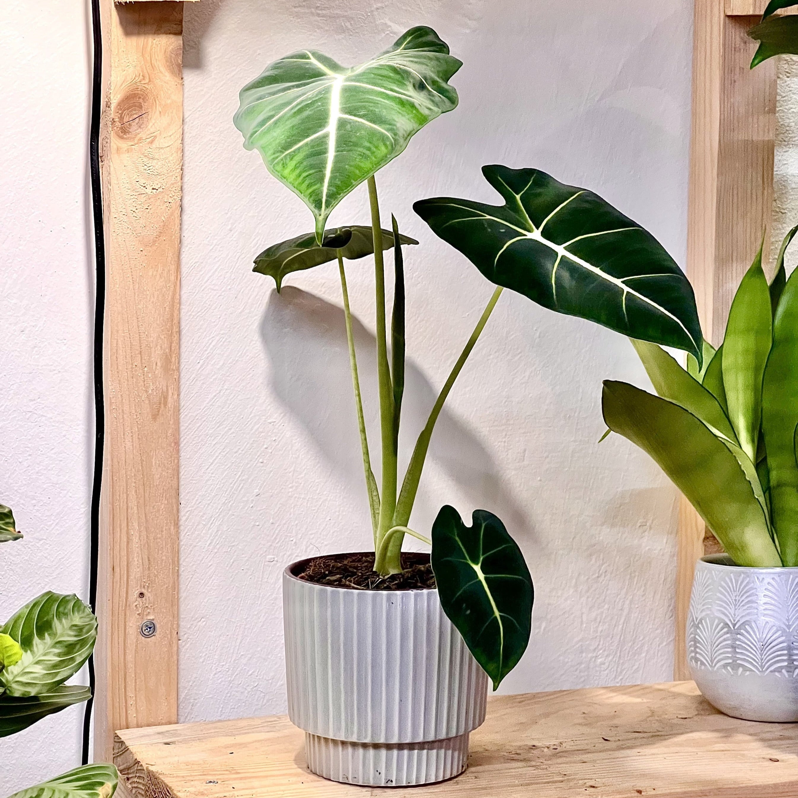 Alocasia Micholitziana Frydek