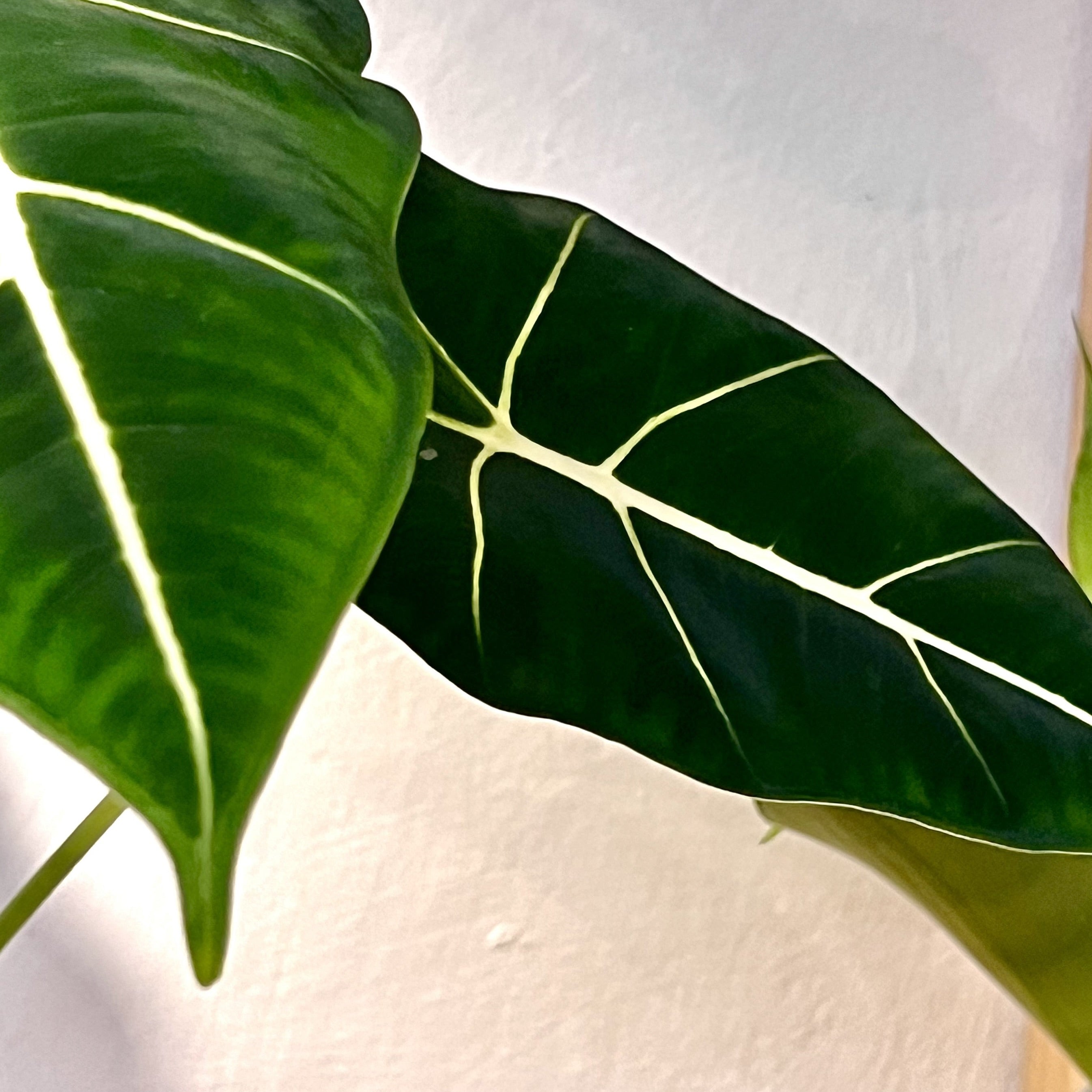 Alocasia Micholitziana Frydek