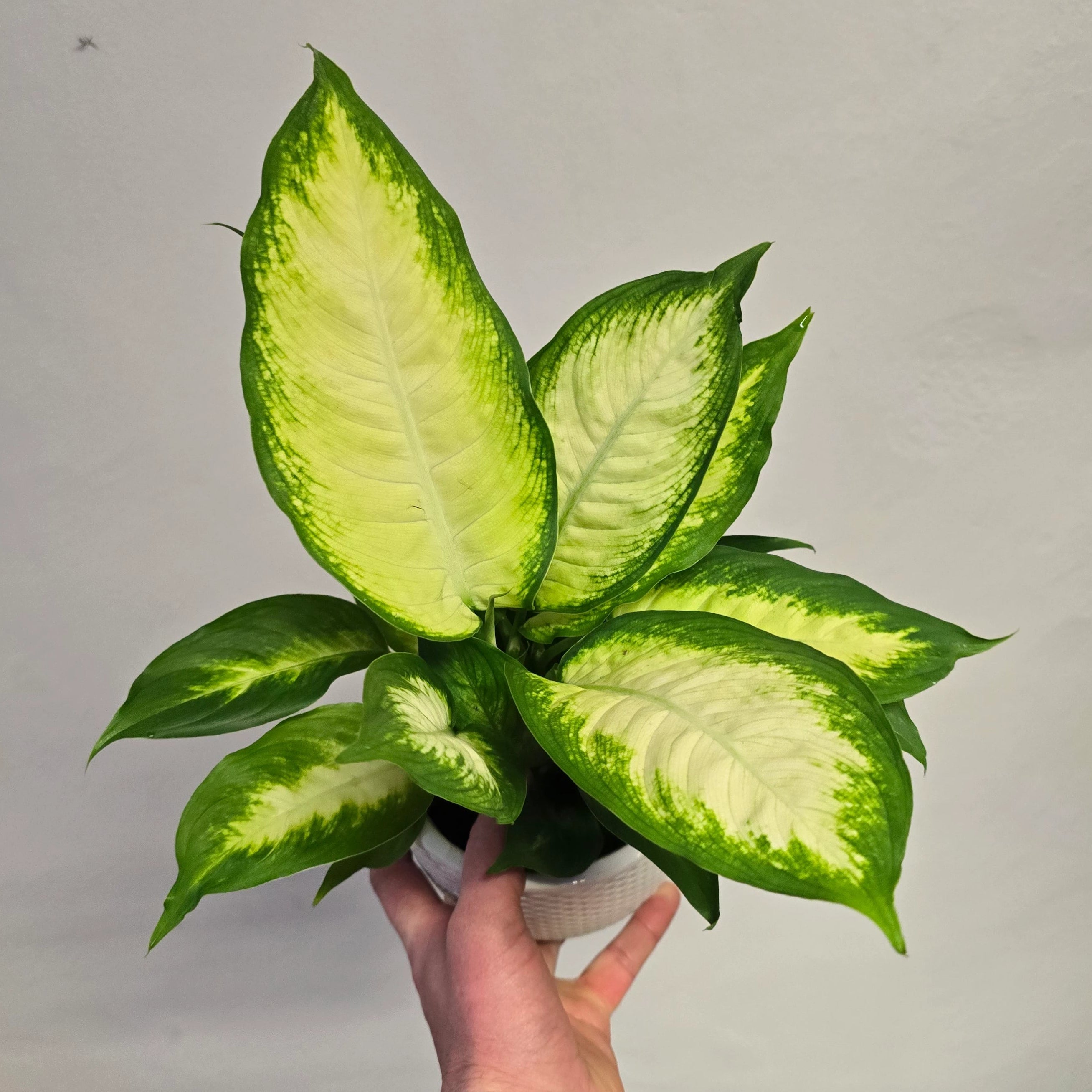Dieffenbachia "Camila"