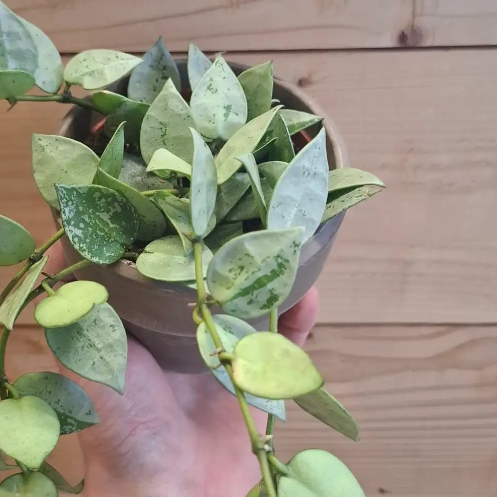 Hoya Krohniana "Eskimo"