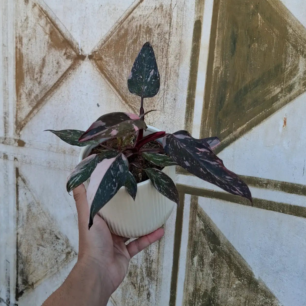 Philodendron Pink Princess Marble (Konkrétny kus)