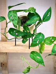 Monstera Acuminata
