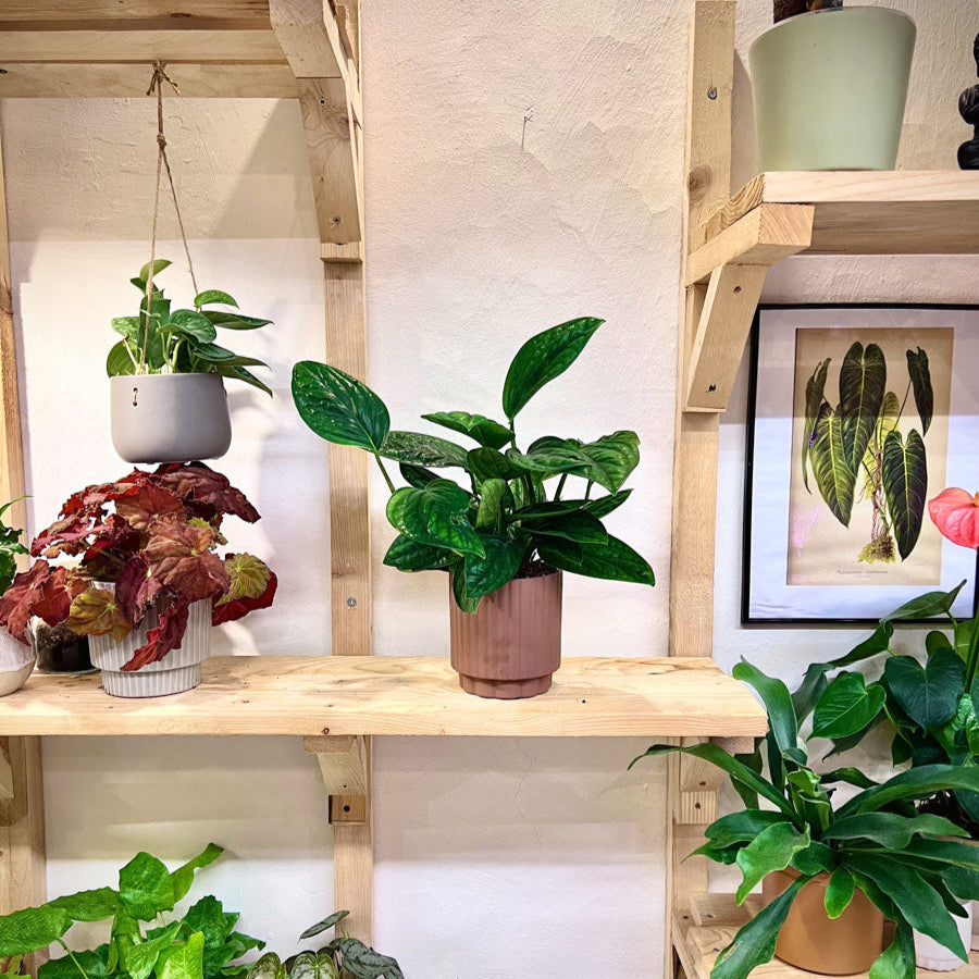 Monstera Peru Karstenianum