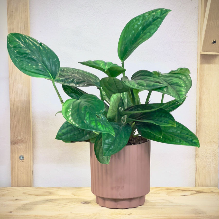 Monstera Peru Karstenianum