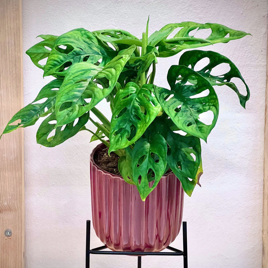 Monstera Adansonii