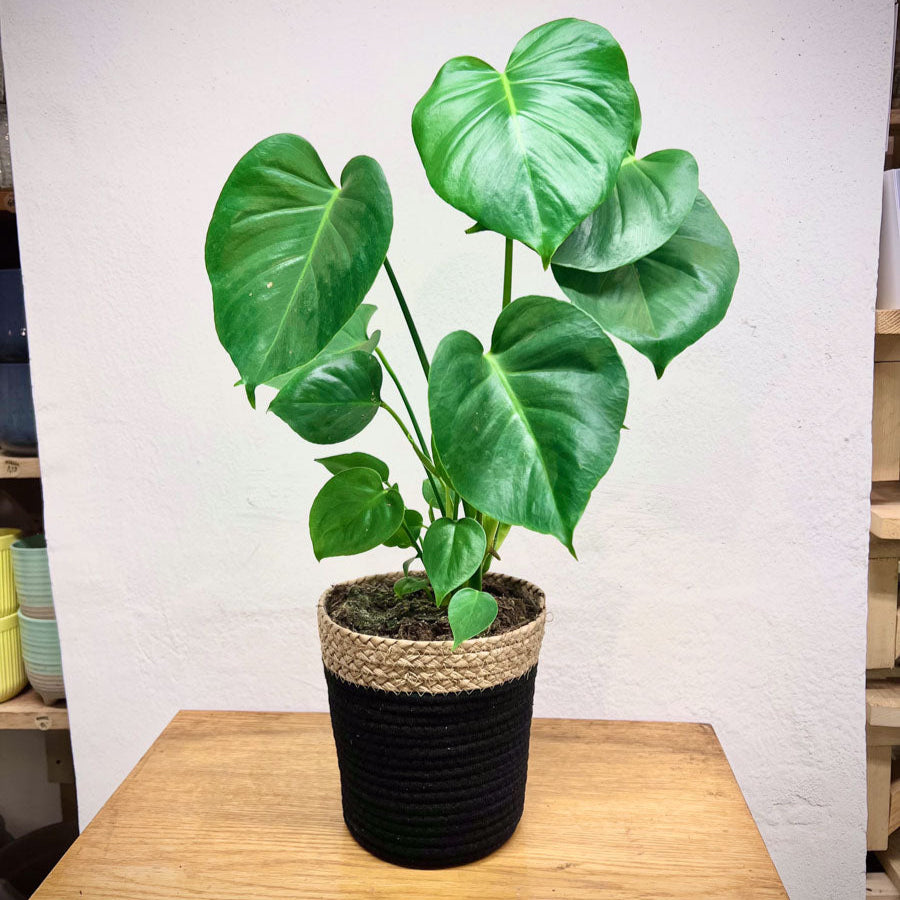 Monstera Deliciosa Borsigiana