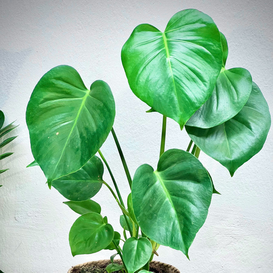 Monstera Deliciosa Borsigiana