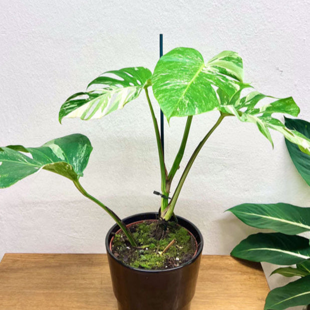 Monstera Deliciosa Albo Variegata
