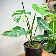 Monstera Deliciosa Albo Variegata