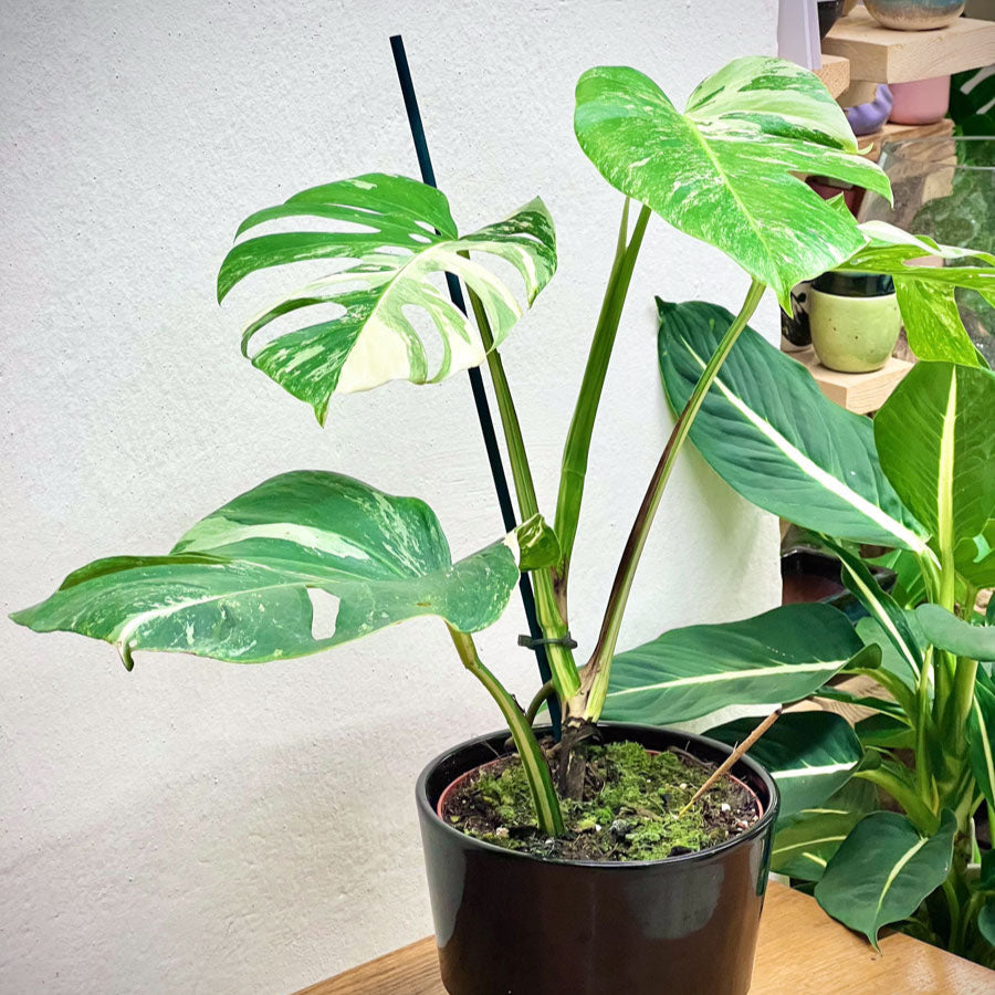 Monstera Deliciosa Albo Variegata