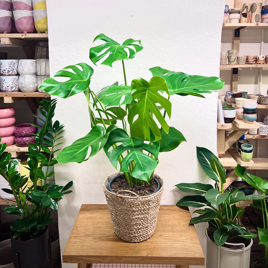 Monstera Deliciosa pravá