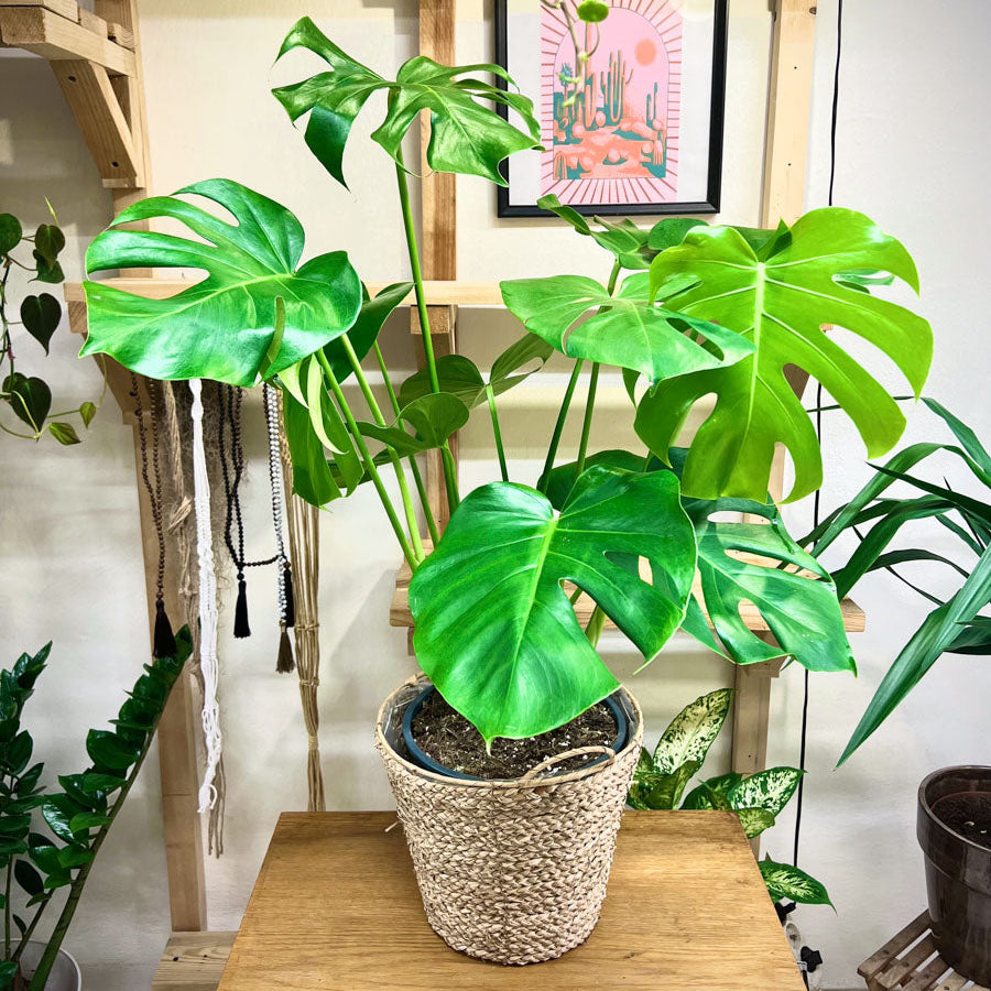 Monstera Deliciosa pravá