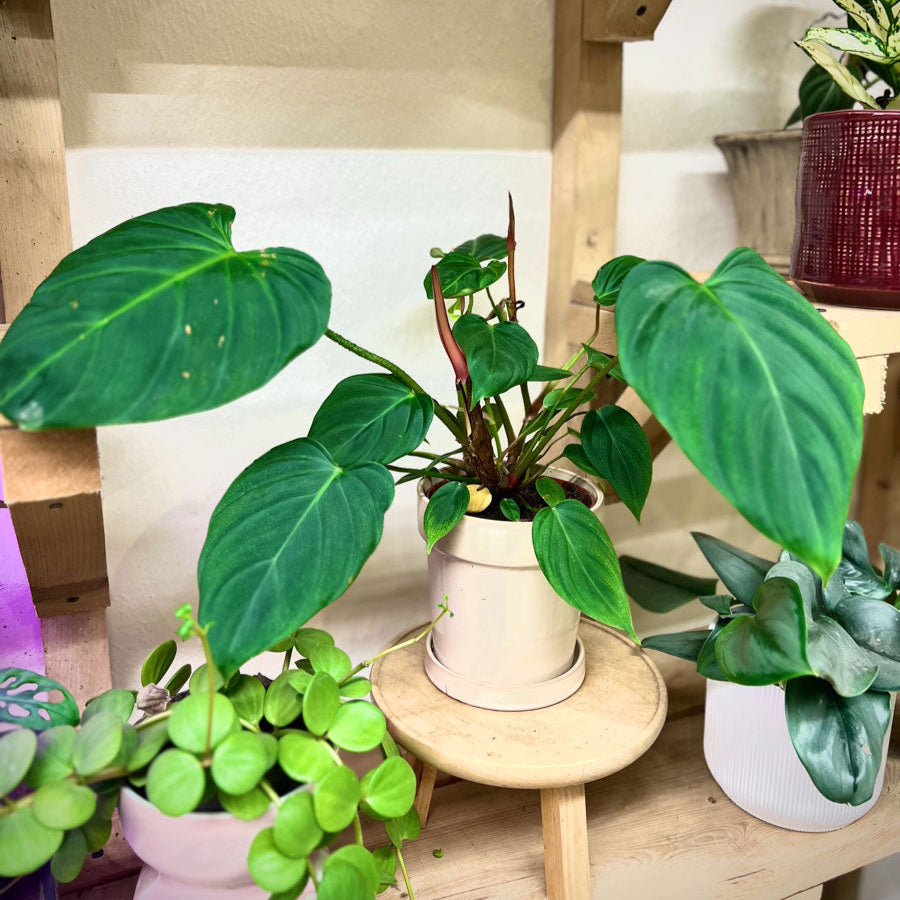 Philodendron Fuzzy Petiole