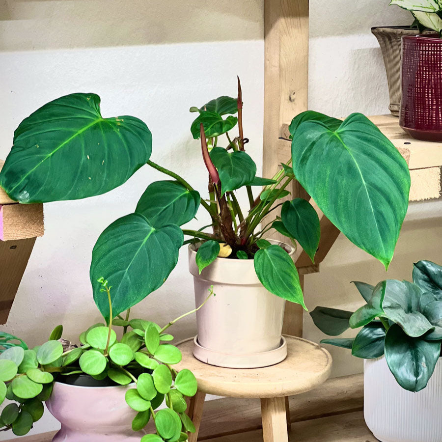 Philodendron Fuzzy Petiole