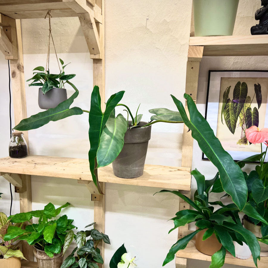 Philodendron Atabapoense