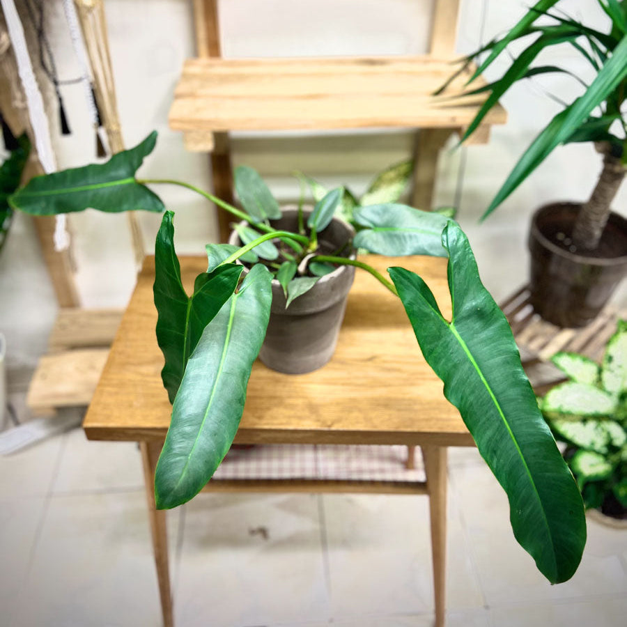 Philodendron Atabapoense