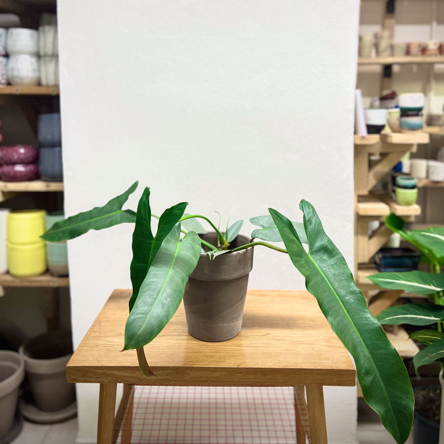 Philodendron Atabapoense