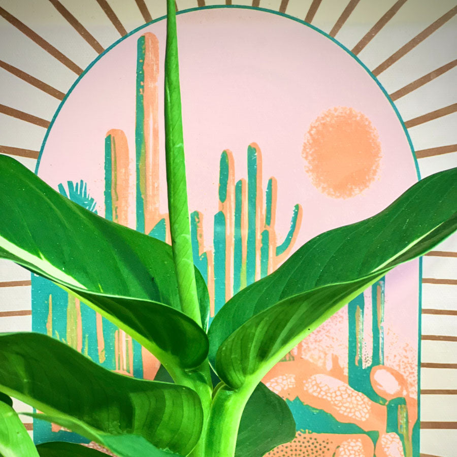 Dieffenbachia Green Magic