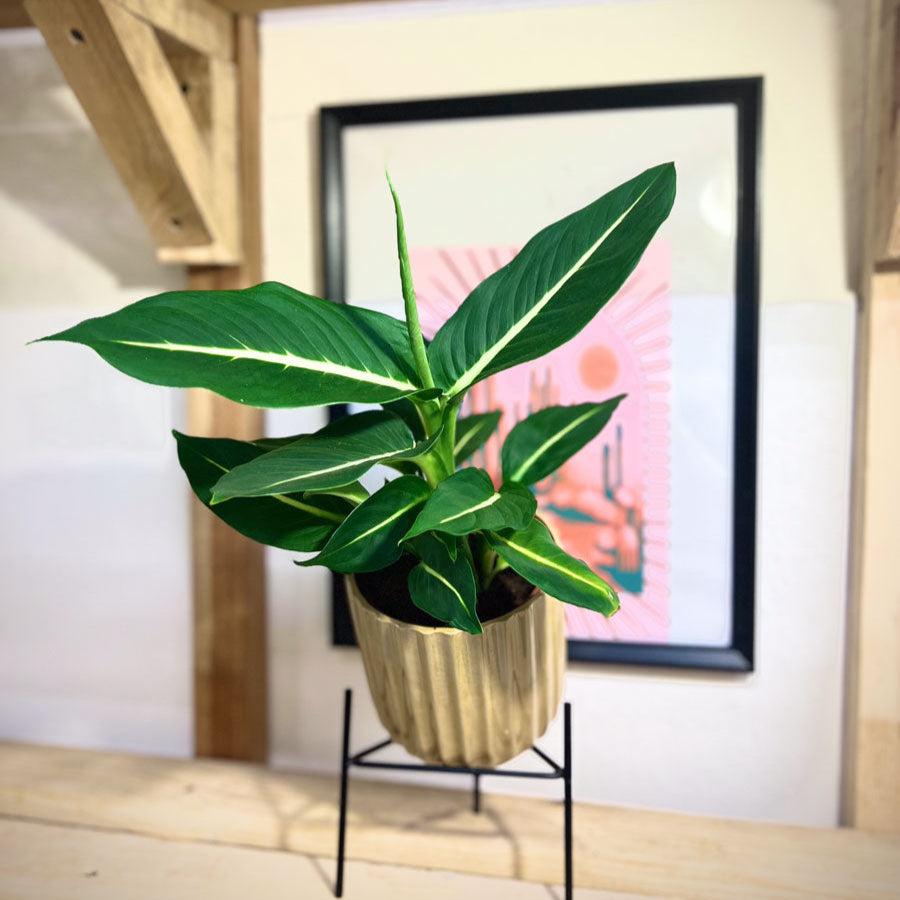 Dieffenbachia Green Magic