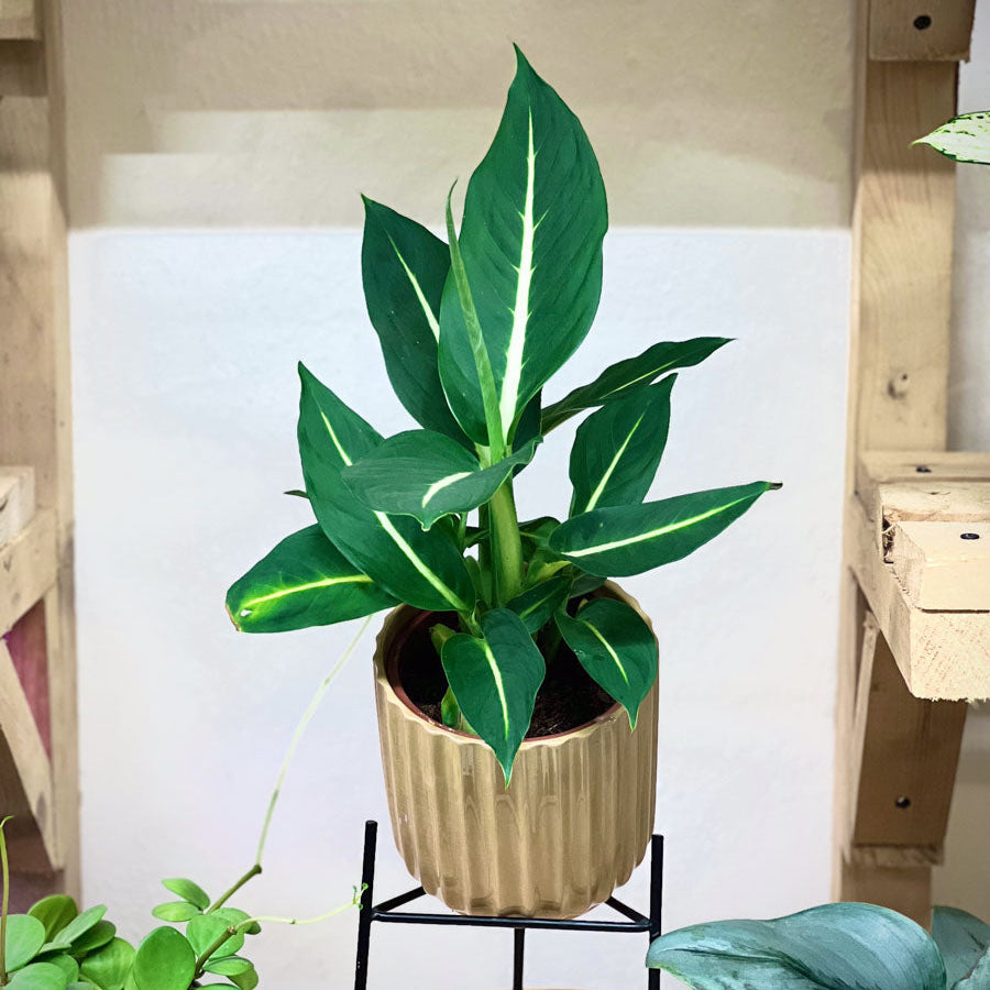 Dieffenbachia Green Magic