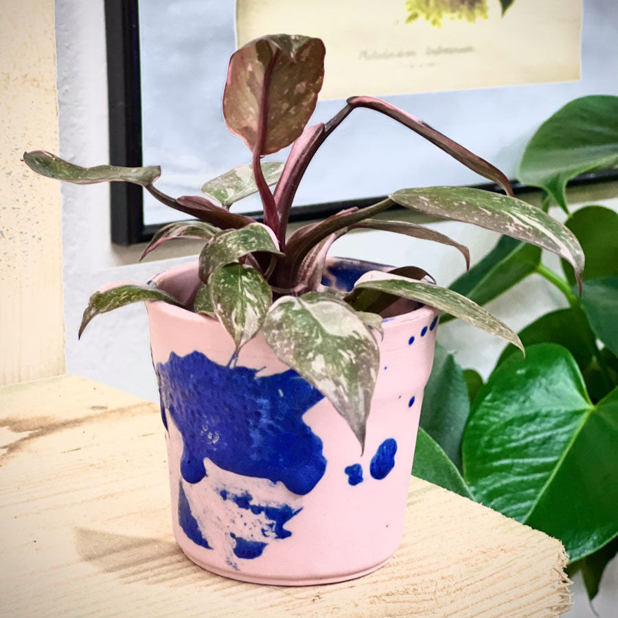 Philodendron Pink Princess Marble