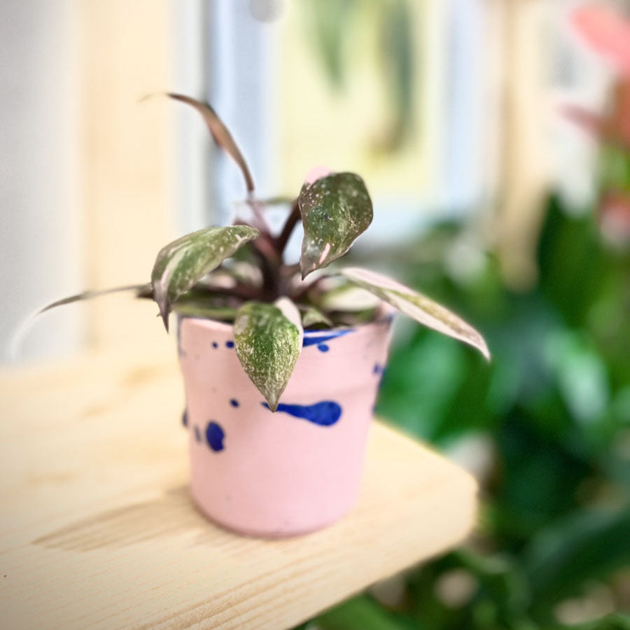Philodendron Pink Princess Marble