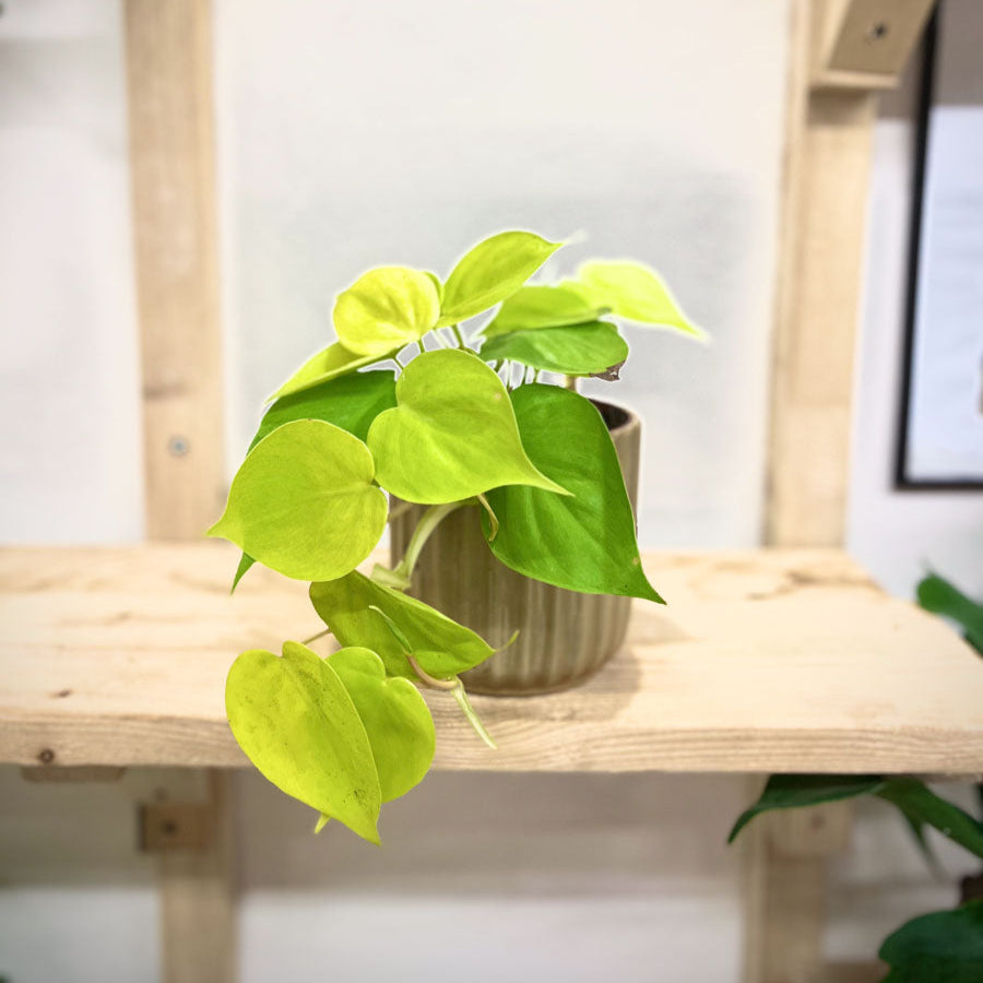 Philodendron Micans Lemon Lime