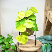 Philodendron Micans Lemon Lime