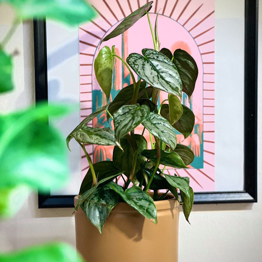 Philodendron Brandtianum